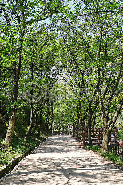 사람없음 JPG 포토 관광지 국내여행 나무 봄 산책로 숲길 야외 주간 충청북도 풍경(경치)