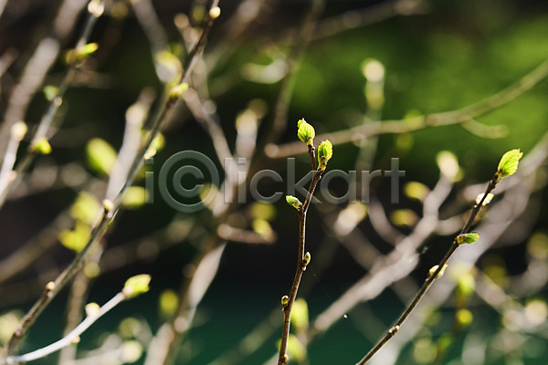 사람없음 JPG 아웃포커스 포토 국내여행 나뭇가지 봄 야외 주간 충청북도 풍경(경치)