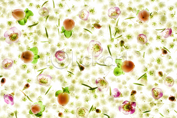 사람없음 JPG 포토 해외이미지 꽃 꽃무늬 백그라운드 식물 잎 패턴
