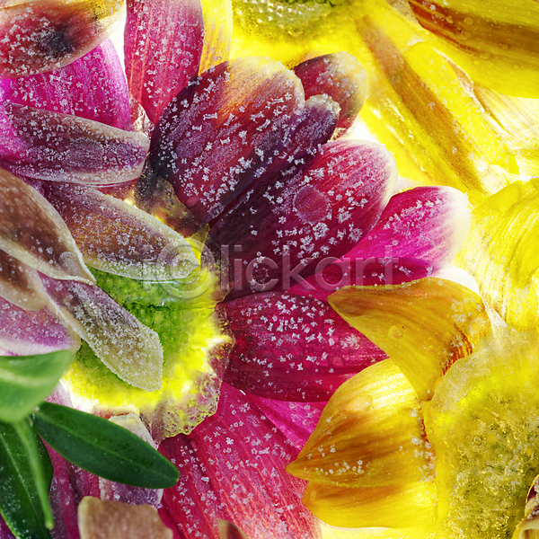 사람없음 JPG 근접촬영 포토 해외이미지 꽃 꽃잎 냉동