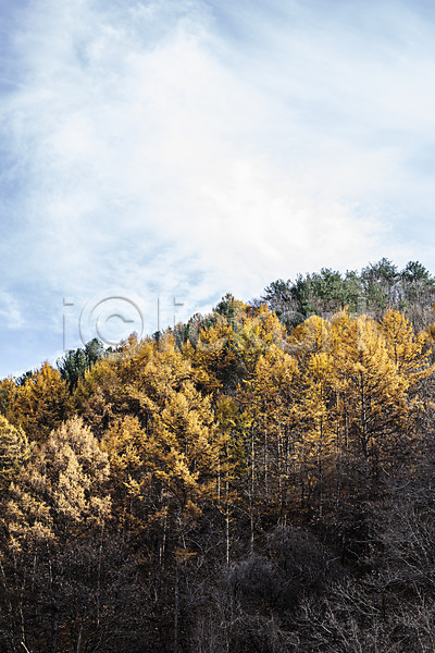 사람없음 JPG 포토 가을풍경 국내여행 나무 단풍 산 야외 자연 주간 하늘 화천(강원도)