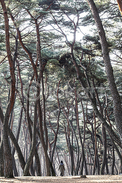 사람 사람없음 한명 JPG 포토 국내여행 단종어소 소나무 소나무숲 야외 영월 자연 주간 청령포