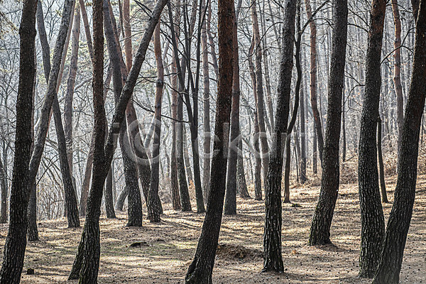 사람없음 JPG 포토 국내여행 단종어소 소나무 소나무숲 야외 영월 자연 주간 청령포