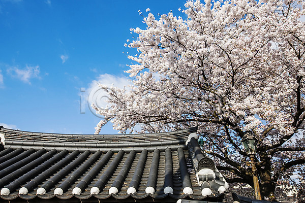 사람없음 JPG 포토 구름(자연) 기와지붕 나주 벚나무 야외 전라남도 주간 하늘 한옥