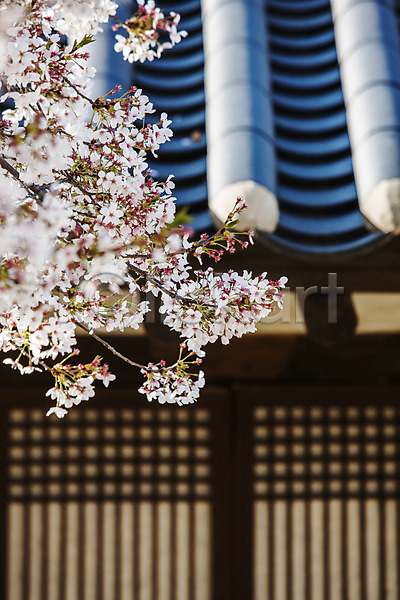 사람없음 JPG 소프트포커스 포토 기와지붕 나주 벚꽃 벚나무 야외 전라남도 주간 한옥
