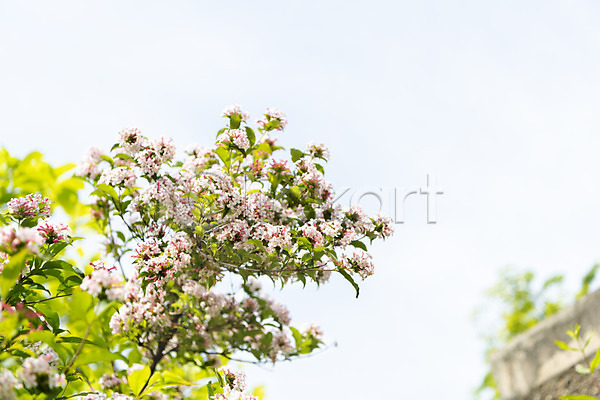 사람없음 JPG 아웃포커스 포토 꽃 꽃나무 나뭇가지 봄 봄풍경 선유도공원 야외 주간 하늘