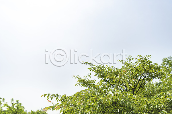 사람없음 JPG 포토 나무 나뭇잎 봄 봄풍경 선유도공원 야외 주간 하늘