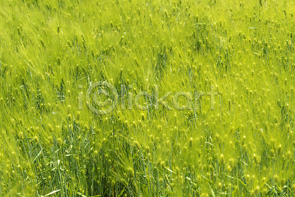 사람없음 JPG 포토 봄 봄풍경 선유도공원 야외 주간 청보리 청보리밭