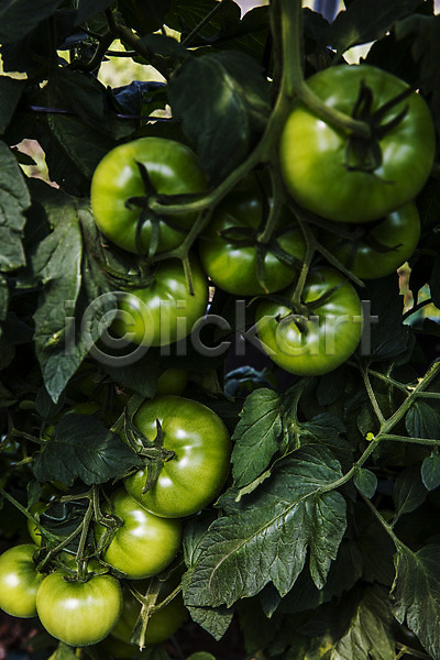 사람없음 JPG 포토 강원도 과채 농작물 야외 잎 주간 춘천 토마토 특산물