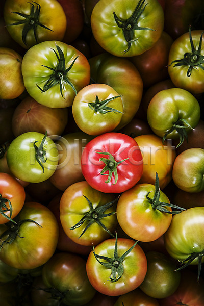 사람없음 JPG 포토 하이앵글 가득함 강원도 과채 농작물 야외 주간 춘천 토마토 특산물