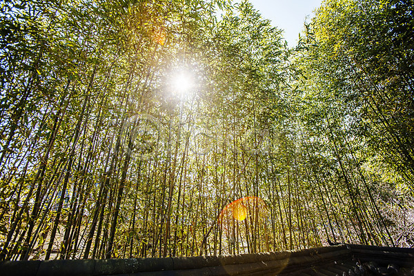 사람없음 JPG 로우앵글 포토 경상남도 대나무 대나무숲 야외 주간 태양 풍경(경치) 하동 햇빛