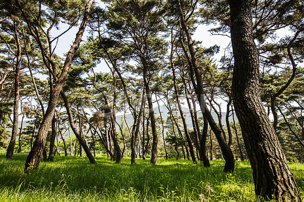 사람없음 JPG 포토 경상남도 국내여행 밀양 소나무 소나무숲 야외 여러그루 주간 풍경(경치)