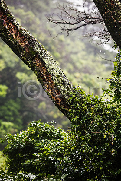 사람없음 JPG 아웃포커스 포토 거제 경상남도 국내여행 나무 비(날씨) 숲 야외 주간 풍경(경치) 흐림