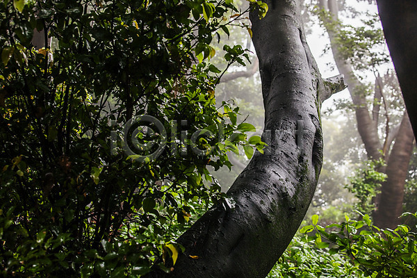사람없음 JPG 아웃포커스 포토 거제 경상남도 국내여행 나뭇잎 동백나무 야외 주간 풍경(경치) 흐림