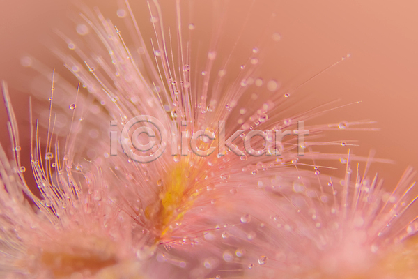 사람없음 JPG 아웃포커스 포토 해외이미지 꽃잎 들꽃 물방울 이슬