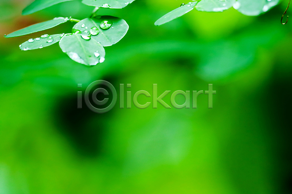 사람없음 JPG 아웃포커스 포토 해외이미지 나뭇잎 물 물방울 야외 이슬 젖음