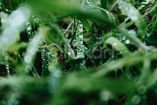 사람없음 JPG 소프트포커스 포토 해외이미지 물방울 빗방울 이슬 잎