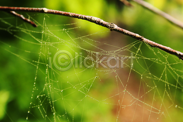 사람없음 JPG 아웃포커스 포토 해외이미지 거미줄 나뭇가지 물방울 빗방울 야외 이슬 자연 젖음 풍경(경치)