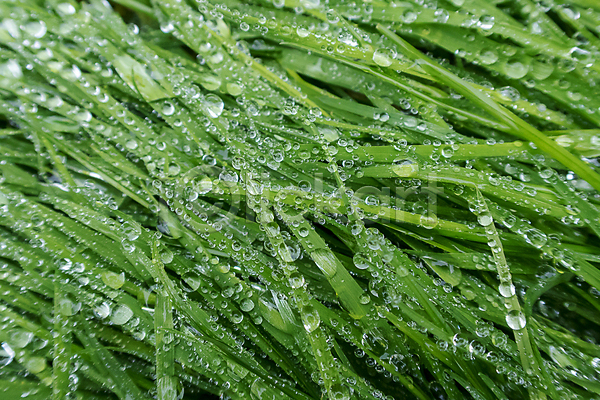 사람없음 JPG 포토 해외이미지 물방울 빗방울 식물 야외 이슬 젖음