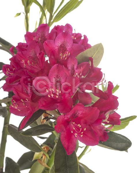사람없음 JPG 포토 해외이미지 꽃 냄비 분홍색 식물 정원 진달래 해외202105 흰배경