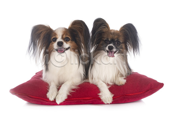 사람없음 JPG 포토 해외이미지 2 강아지 개 귀 긴머리 반려동물 빨간색 삼색 커플 쿠션 해외202105 흰배경
