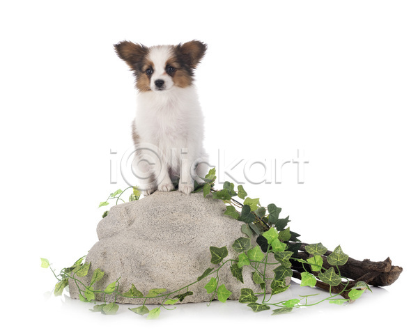 사람없음 JPG 포토 해외이미지 강아지 개 귀 긴머리 목재 바위 반려동물 삼색 잎 해외202105 흰배경