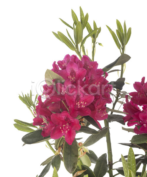 사람없음 JPG 포토 해외이미지 꽃 냄비 무료이미지 분홍색 식물 정원 진달래 해외202105 흰배경