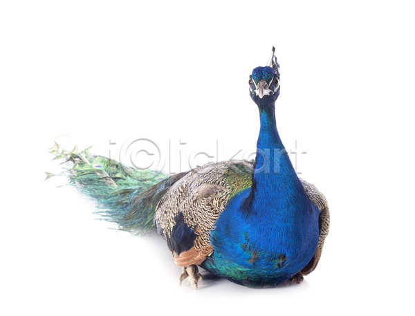 사람없음 JPG 포토 해외이미지 공작 깃털 꿩 조류 파란색 해외202105 흰배경