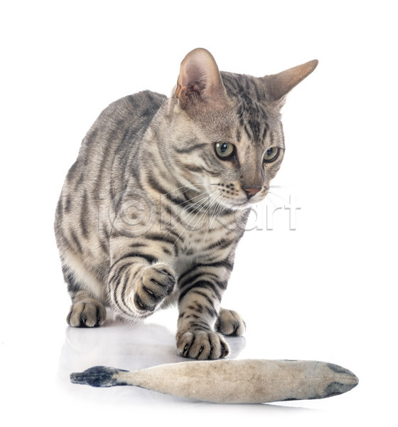 사람없음 JPG 포토 해외이미지 고양이 반려동물 은색 장난감 해외202105 회색 흰배경