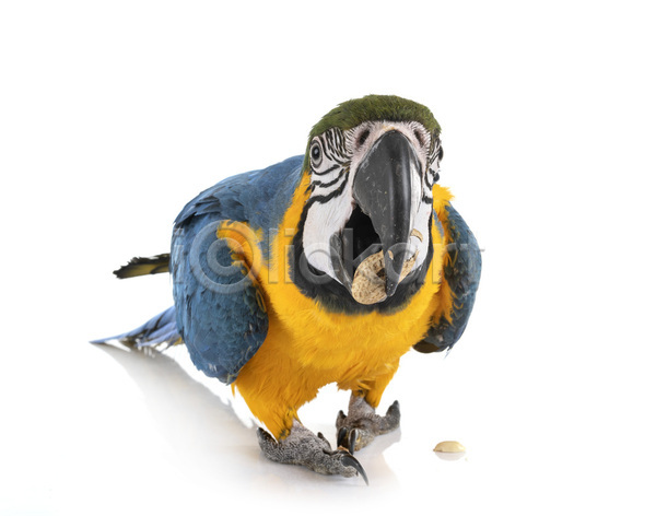 사람없음 JPG 포토 해외이미지 노란색 땅콩 먹기 반려동물 수유 앵무새 음식 조류 파란색 해외202105 흰배경