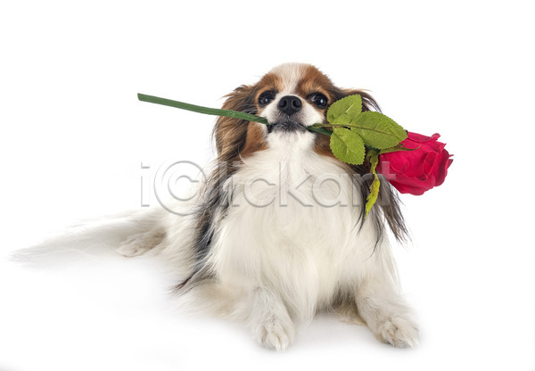 사랑 사람없음 JPG 포토 해외이미지 강아지 개 귀 긴머리 꽃 무료이미지 반려동물 발렌타인데이 삼색 장미 해외202105 흰배경