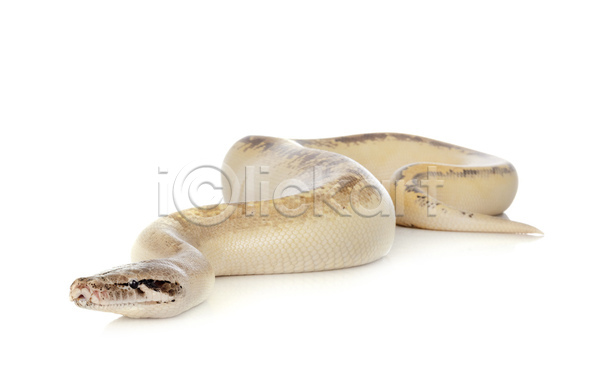 사람없음 JPG 포토 해외이미지 뱀 파충류 해외202105 흰배경