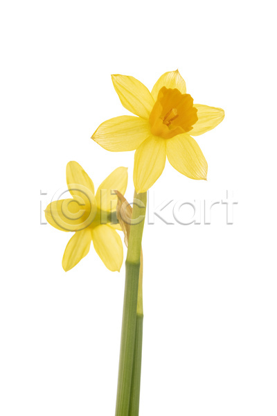 사람없음 JPG 포토 해외이미지 꽃 냄비 노란색 봄 수선화 식물 해외202105 흰배경