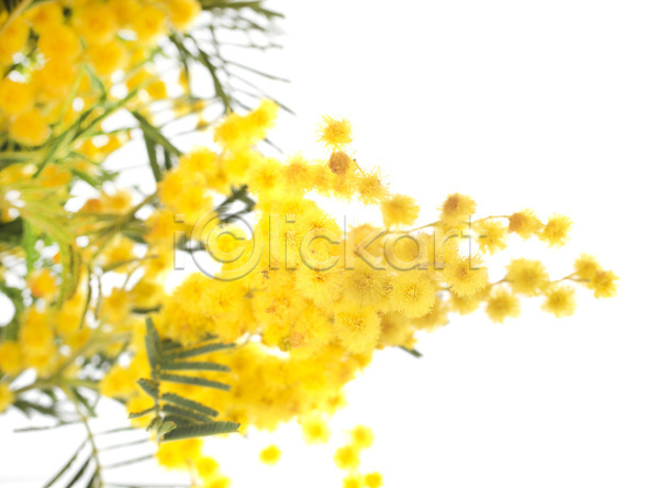 사람없음 JPG 포토 해외이미지 겨울 꽃 노란색 다발 무료이미지 봄 식물 아카시아 잎 해외202105 흰배경