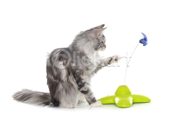 사람없음 JPG 포토 해외이미지 고양이 나비 반려동물 오브젝트 은색 장난감 큼 해외202105 회색 흰배경