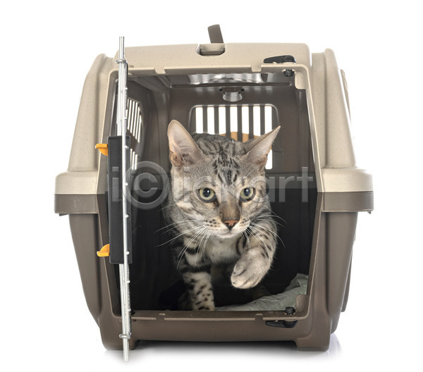 사람없음 JPG 포토 해외이미지 고양이 반려동물 상자 새장 은색 해외202105 회색 흰배경
