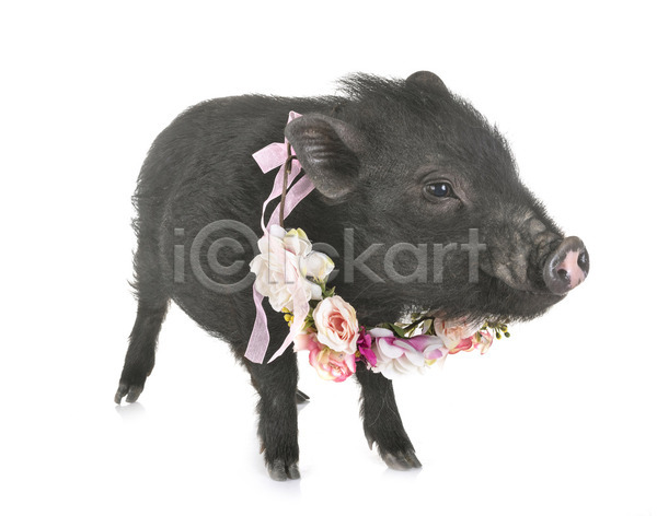 사람없음 JPG 포토 해외이미지 꽃 돼지 반려동물 중국 해외202105 흰배경