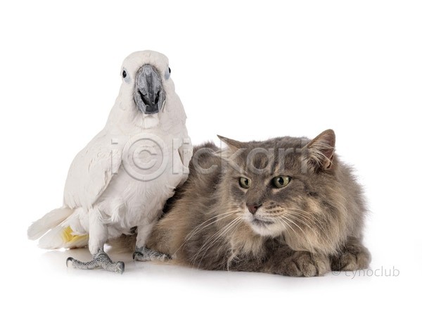 사람없음 JPG 포토 해외이미지 2 고양이 긴머리 반려동물 앵무새 얼룩무늬 조류 해외202105 흰배경