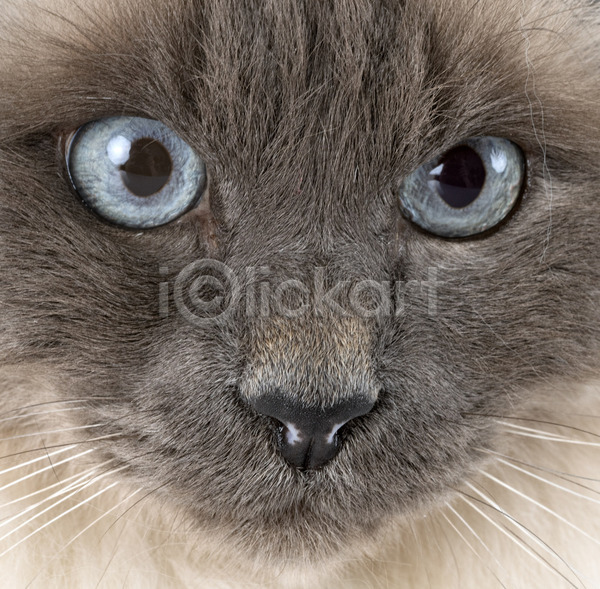 사람없음 JPG 포토 해외이미지 고양이 눈(신체부위) 닫기 머리 반려동물 장난감 터널 파란색 해외202105 흰배경