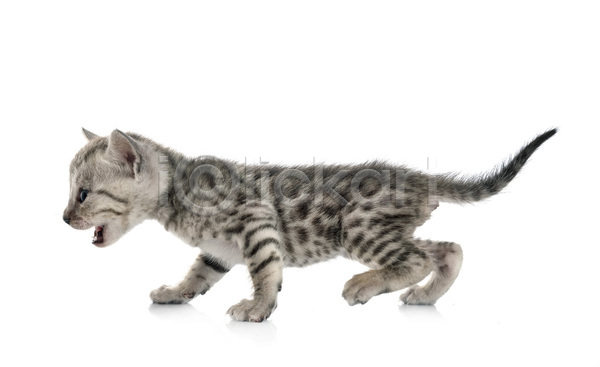사람없음 JPG 포토 해외이미지 고양이 반려동물 은색 해외202105 회색 흰배경