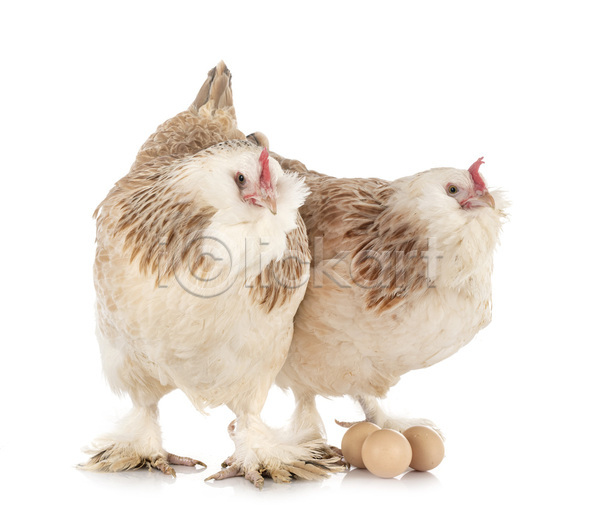 사람없음 JPG 포토 해외이미지 2 계란 기르기 반려동물 시골 조류 프랑스어 해외202105 흰배경