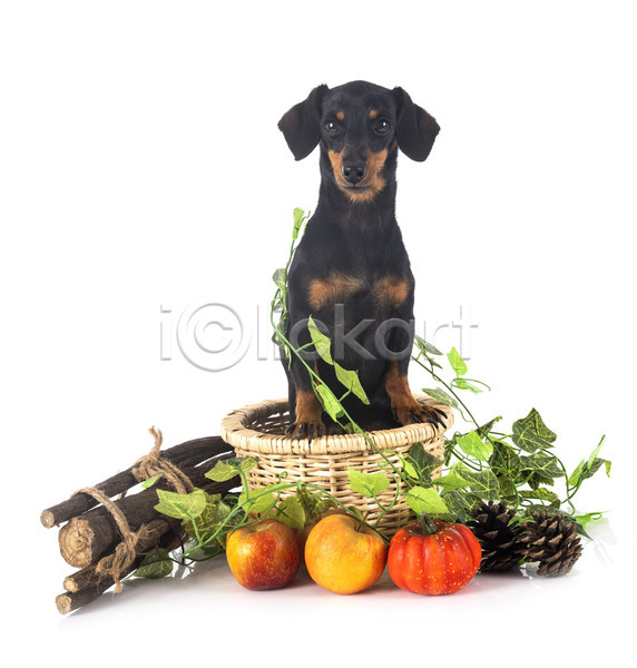 사람없음 JPG 포토 해외이미지 가을(계절) 강아지 개 과일 나뭇가지 닥스훈트 바구니 반려동물 사과 잎 해외202105 흰배경