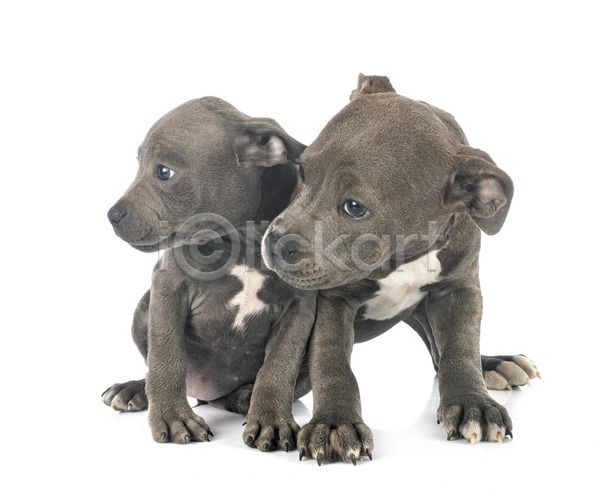 사람없음 JPG 포토 해외이미지 2 강아지 개 반려동물 테리어 파란색 해외202105 회색 흰배경