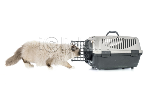 사람없음 JPG 포토 해외이미지 고양이 돌봄 반려동물 상자 새장 오브젝트 장비 해외202105 흰배경