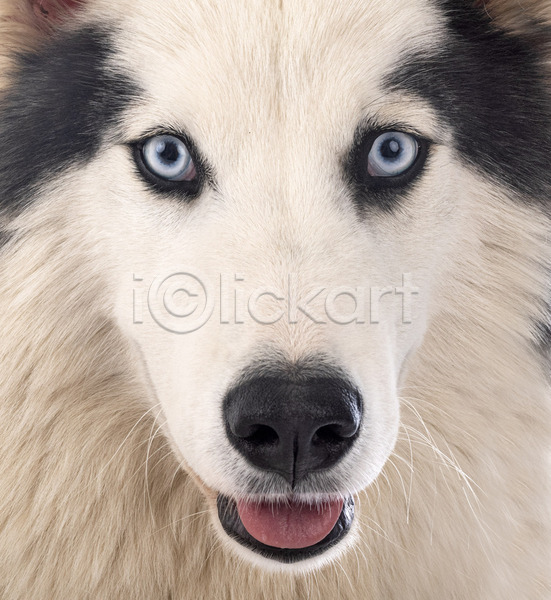 사람없음 JPG 포토 해외이미지 강아지 개 눈(신체부위) 반려동물 파란색 해외202105 흰배경