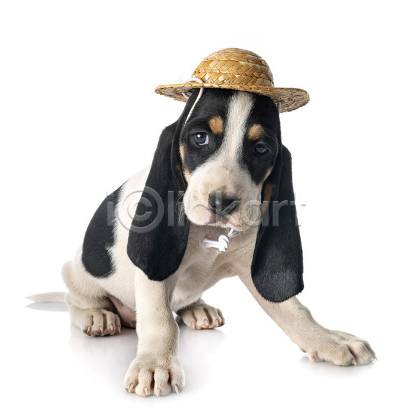 유머 사람없음 JPG 포토 해외이미지 강아지 개 반려동물 사냥개 삼색 스위스 해외202105 흰배경