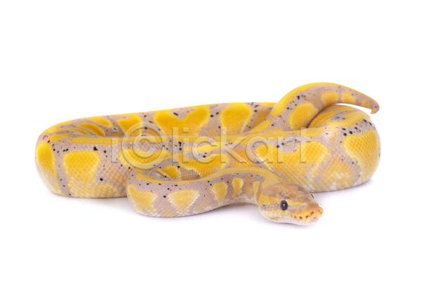사람없음 JPG 포토 해외이미지 노란색 바나나 뱀 육식동물 파충류 해외202105 흰배경
