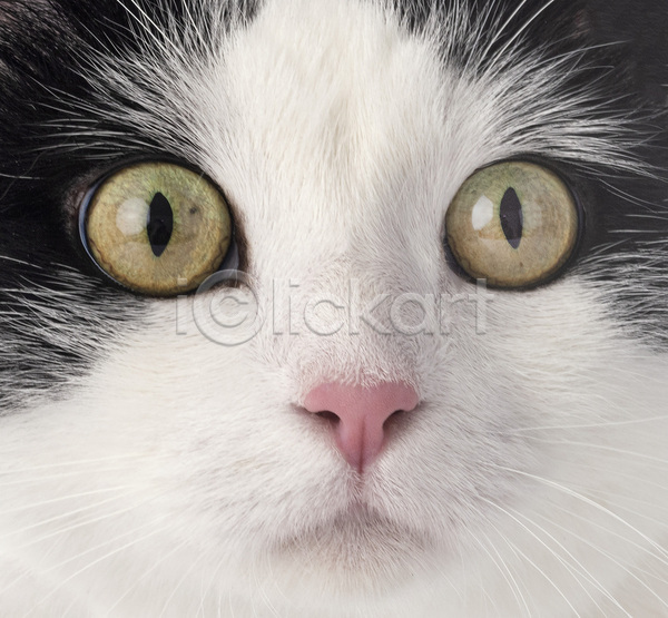사람없음 성인 JPG 포토 해외이미지 고양이 반려동물 해외202105 흰배경