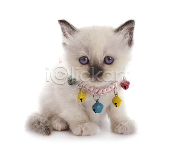 사람없음 JPG 포토 해외이미지 고양이 반려동물 종 해외202105 흰배경