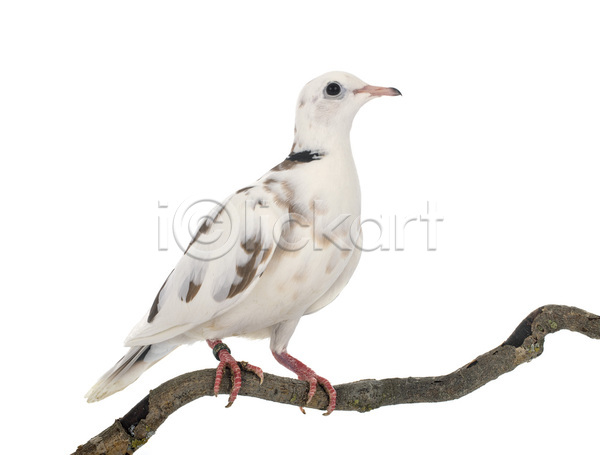 사람없음 JPG 포토 해외이미지 나뭇가지 비둘기 앉기 조류 해외202105 흰배경